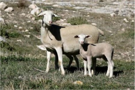Autor: Juan Antonio Martín<br/>Año: 2009<br/>Sexo: Hembra<br/>Comentario: La fotografía se realizó en la finca " Los Morales", del término municipal de Huéscar (Granada). En ella aparece una oveja segureña con sus dos crías. Postura agresiva en defensa de sus crias.