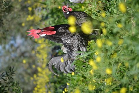 Imagen facilitada por la Asociación Española de Criadores de Gallinas de Raza Andaluza Azul;<br/>Sexo: Macho y Hembra<br/>