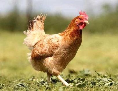 Imagen facilitada por el Instituto Nacional de Investigación y Tecnología Agraria y Alimentaria (INIA).<br/>Fuente: “Razas españolas de gallinas. El programa de conservación del INIA (1975- 2010)”.<br/>Sexo: hembra.