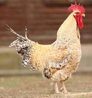 Imagen facilitada por el Instituto Nacional de Investigación y Tecnología Agraria y Alimentaria (INIA).<br/>Fuente: “Razas españolas de gallinas. El programa de conservación del INIA (1975- 2010)”.<br/>Sexo: macho.