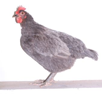 Imagen facilitada por la Asociación Española de Criadores de Gallinas de Raza Andaluza Azul;<br/>Sexo: Macho<br/>