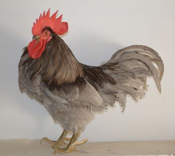 Imagen facilitada por el Instituto Nacional de Investigación y Tecnología Agraria y Alimentaria (INIA).<br/>Fuente: “Razas españolas de gallinas. El programa de conservación del INIA (1975- 2010)”.<br/>Sexo: hembra.