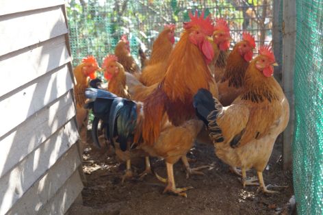 Autor foto: Jaume Berenguer i Boix. Lote de macho con hembras variedad Rubia.