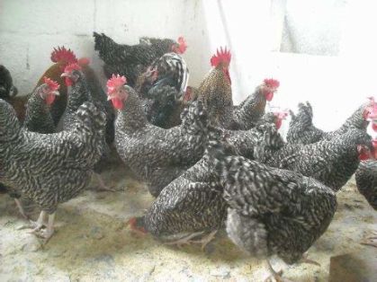 Sexo: Hembra<br/>Comentario: En las gallinas negras barradas las franjas de rojo dorado se reducen a la zona del cuello. Los tarsos son blancos, pero pueden presentar alguna mancha de color gris pizarra. El gallo presenta franjas alternadas entre gris oscuro y gris muy claro.
