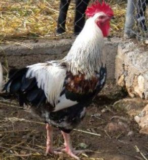 Sexo: Macho<br/>Comentario: En la variedad trigueña plateada el gallo tiene la capa plateada y el pecho negro. El espejo del ala es blanco. La gallina tiene negro en el cuello y un contraste de crema muy claro en el pecho y dorso asalmonado