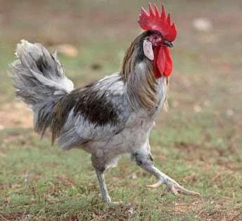 Imagen facilitada por el Instituto Nacional de Investigación y Tecnología Agraria y Alimentaria (INIA).<br/>Fuente: “Razas españolas de gallinas. El programa de conservación del INIA (1975- 2010)”.<br/>Sexo: Macho.