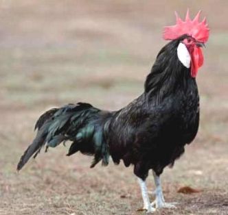 Imagen facilitada por el Instituto Nacional de Investigación y Tecnología Agraria y Alimentaria (INIA).<br/>Fuente: “Razas españolas de gallinas. El programa de conservación del INIA (1975- 2010)”.<br/>Sexo: Macho.