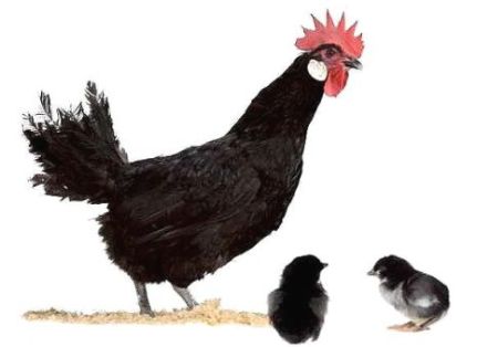 Imagen facilitada por el Instituto Nacional de Investigación y Tecnología Agraria y Alimentaria (INIA).<br/>Fuente: “Razas españolas de gallinas. El programa de conservación del INIA (1975- 2010)”.<br/>Sexo: hembra.