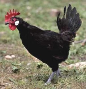 Imagen facilitada por el Instituto Nacional de Investigación y Tecnología Agraria y Alimentaria (INIA).<br/>Fuente: “Razas españolas de gallinas. El programa de conservación del INIA (1975- 2010)”.<br/>Sexo: hembra.