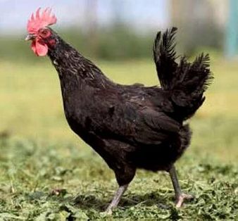Imagen facilitada por el Instituto Nacional de Investigación y Tecnología Agraria y Alimentaria (INIA).<br/>Fuente: “Razas españolas de gallinas. El programa de conservación del INIA (1975- 2010)”.<br/>Sexo: hembra.