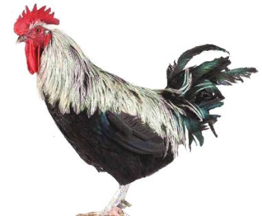 Imagen facilitada por el Instituto Nacional de Investigación y Tecnología Agraria y Alimentaria (INIA).<br/>Fuente: “Razas españolas de gallinas. El programa de conservación del INIA (1975- 2010)”.<br/>Sexo: Macho