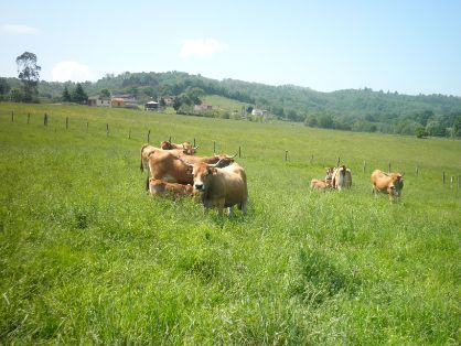Autor: ASOCIACIÓN ESPAÑOLA DE CRIADORES DE GANADO VACUNO SELECTO DE RAZA ASTURIANA DE LA MONTAÑA. (ASEAMO).<br/>Año: 2010.<br/>Animales en su medio natural.