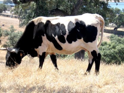 Imagen facilitada por la AGRUPACIÓN NACIONAL DE ASOCIACIONES DE CRIADORES DE GANADO BOVINO DE LAS RAZAS BERRENDA EN NEGRO Y BERRENDA EN COLORADO (ANABE).<br/>Sexo: Hembra.
