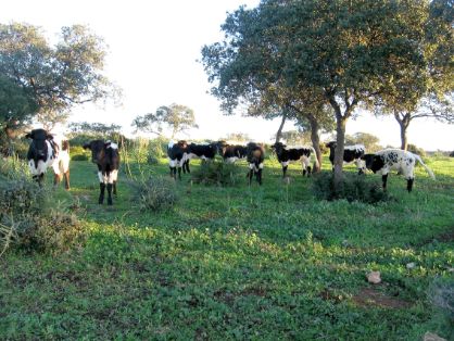 Imagen facilitada por la AGRUPACIÓN NACIONAL DE ASOCIACIONES DE CRIADORES DE GANADO BOVINO DE LAS RAZAS BERRENDA EN NEGRO Y BERRENDA EN COLORADO (ANABE).<br/>Rebaño en su medio natural.