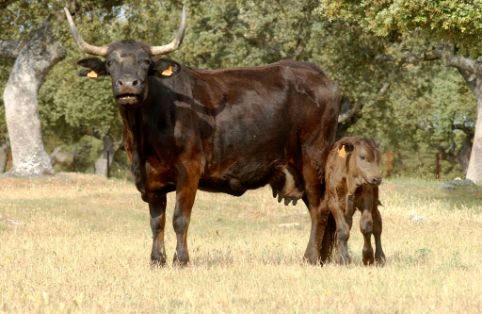 Imagen Morucha variedad Negra (hembra con cría), fuente MAGRAMA.