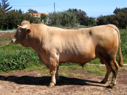 Autor: Ana Novo Gómez.<br/>Año: 2005<br/>Sexo: Macho.<br/>Comentario: Imagen facilitada por la ASOCIACIÓN ESPAÑOLA DE CRIADORES DE RAZA PALMERA (AVAPAL).