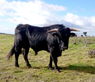 Autor: José Mª Manchado.<br/>Año: 2014.<br/>Sexo: Macho<br/>Comentario: La Muela (Soria).<br/>Imagen facilitada por la ASOCIACIÓN DE CRIADORES DE GANADO BOVINO DE RAZA SERRANA NEGRA.