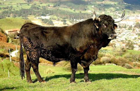 Imagen de Tudanca (macho), fuente MAGRAMA