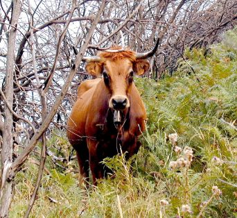 Autor: José Ramón Justo Feijoó.<br/>Año:2000.<br/>Sexo: Hembra.<br/>Comentario: Foto en Toro, ayuntamiento de Laza (Ourense).<br/>Imagen facilitada por la Federación de razas autóctonas de Galicia (BOAGA).