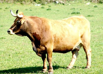 Autor: Federación de razas autóctonas de Galicia (BOAGA).<br/>Sexo: Hembra.