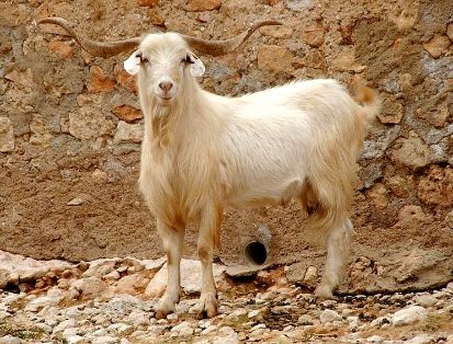Imagen de Blanca Celtibérica (macho), fuente MAGRAMA.