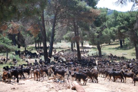 Autor: Paloma Díez de Tejada.<br/>Año: 2010.<br/>Comentario: Imagen de rebaño en su medio natural facilitada por la ASOCIACIÓN CRIADORES GANADO CAPRINO DE LA RAZA DEL GUADARRAMA (ACGCRG).