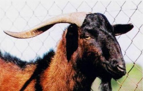 Comentario: Fotografía facillitada por FEAGAS