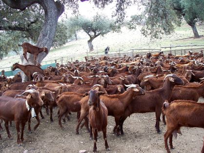 Autor: Juan Andrés Bravo Delgado.<br/>Año: 2004.<br/>Rebaño.<br/>Comentario: Imágenes tomadas en la provincia de Badajoz, en las comarcas de Herrera del Duque, Jerez de los Caballeros y en el propio Badajoz.<br/>Facilitadas por  la ASOCIACIÓN DE CRIADORES DE GANADO CAPRINO DE RAZA RETINTA EXTREMEÑA (ACCRE).