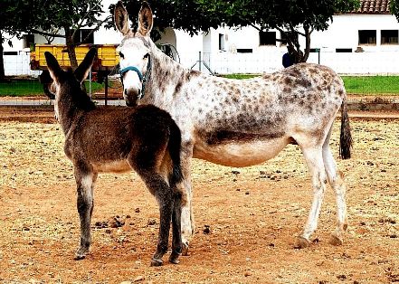 Imagen asno Andaluz (hembra), feunte MAGRAMA.