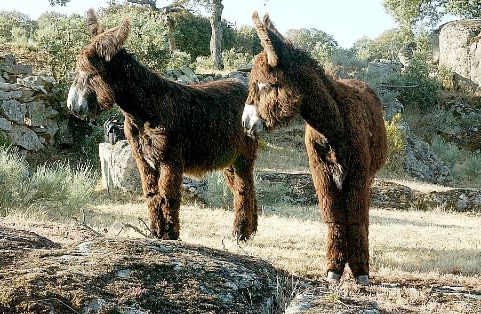 Imagen burro Zamorano-Leonés, fuente MAGRAMA