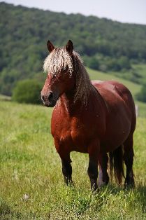 Autor: Javier Iriarte Lusarreta.<br/>Año:2007.<br/>Sexo: Hembra.<br/>Imagen facilitada por la ASOCIACION DE CRIADORES DE GANADO EQUINO BURGUETE DE NAVARRA (ASCANA).