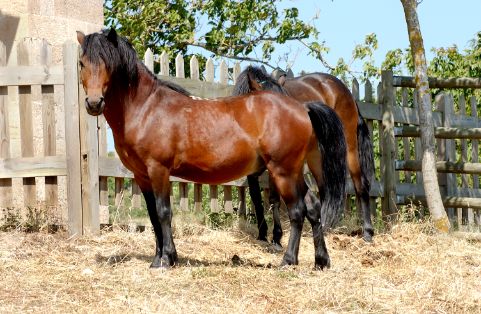 Imagen de Caballo Pura Raza Gallega (MACHO), fuente MAGRAMA