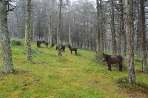 Autor: Antón Vázquez Corral.<br/>Año: 2013<br/>Manada en la Sierra del Xistral (Lugo).<br/>Comentarios: Estos caballos son criados de manera tradicional en semilibertad y se distribuyen a lo largo de la zona de influencia atlántica de Galicia (A Coruña, Lugo y Pontevedra). Muy vinculados a la presencia de comunidades vegetales dominadas por el tojo (Ulex<br/>europaeus) colaborando en su conservación, si no siendo directamente responsable de su existencia.<br/><br/>Imagen facilitada por la ASOCIACIÓN DE CRIADORES DE CABALO DE PURA RAZA GALEGA (PURAGA).