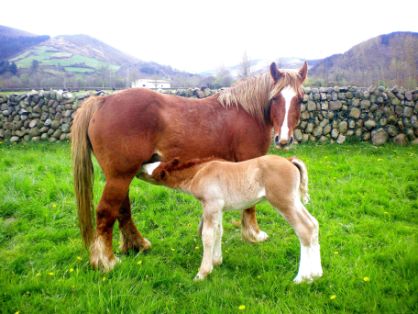 Autor: Esperanza Campuzano.<br/>Año: 2012-2013.<br/>Sexo: Hembra con potro.<br/>Comentario: Imagen facilitada por la ASOCIACIÓN DE CRIADORES DE GANADO EQUINO DE RAZA HISPANO-BRETONA EN CANTABRIA (MANADAS).