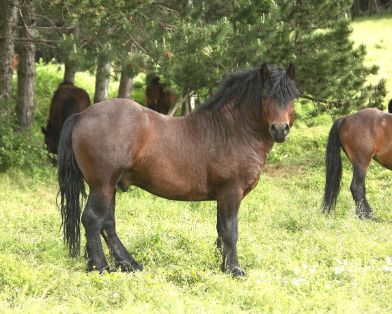 Autor: Instituto Técnico y de Gestión Ganadero S.A.<br/>Año: 2009.<br/>Sexo: Semental RAZA JACA NAVARRA.<br/>Imagen facilitada por la ASOCIACION DE CRIADORES DE RAZA EQUINO JACA NAVARRA (JACANA).