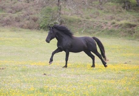 Autor: Elena Oña.<br/>Sexo: macho .<br/>Imagen facilitada por la ASOCIACIÓN DE CRIADORES DE CABALLOS LOSINOS "EL BARDOJAL" (A.C.C.L.E.B.).