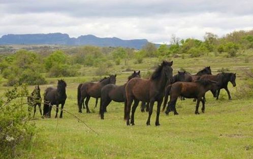 Autor: Elena Oña.<br/>Año: 2013.<br/>Manada de caballos.<br/>Imagen facilitada por la ASOCIACIÓN DE CRIADORES DE CABALLOS LOSINOS "EL BARDOJAL" (A.C.C.L.E.B.).