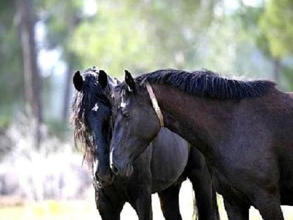 Autor: ASOCIACIÓN DE CRIADORES Y PROPIETARIOS DE CABALLOS DE RAZA MALLORQUINA <br/>(AECABMa).<br/>Sexo: Macho y Hembra.