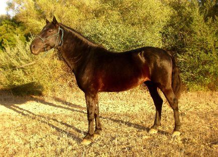 Autor: ASOCIACIÓN DE CRIADORES Y PROPIETARIOS DE CABALLOS DE RAZA MALLORQUINA <br/>(AECABMa).<br/>Sexo: Macho.<br/>Comentarios: macho Pinyol.