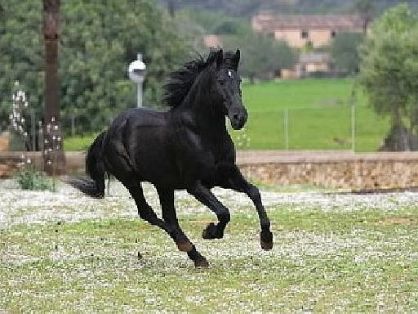 Autor: ASOCIACIÓN DE CRIADORES Y PROPIETARIOS DE CABALLOS DE RAZA MALLORQUINA <br/>(AECABMa).<br/>Sexo: Macho.<br/>Comentarios: Romani LP.