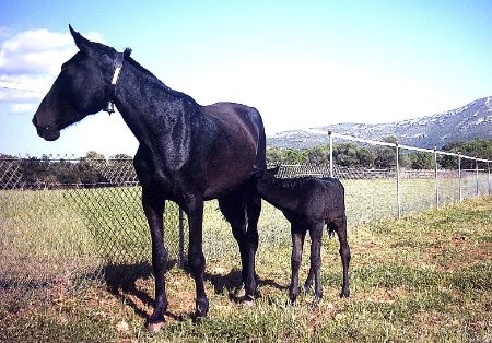 Autor: ASOCIACIÓN DE CRIADORES Y PROPIETARIOS DE CABALLOS DE RAZA MALLORQUINA <br/>(AECABMa).<br/>Sexo: Hembra.<br/>Comentarios: Hembra TASTACADA CS con cria  XENIA CS.