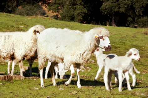Imagen de Churra Lebriajana (hembra con cría), fuente MAGRAMA.