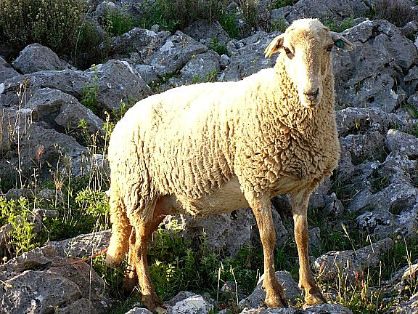 Autor: Juan Antonio Moreno Cobo.<br/>Año:2013.<br/>Sexo: hembra rubia.<br/>Imagen facilitada por la ASOCIACIÓN DE GANADEROS CRIADORES DE LA RAZA OVINA LOJEÑA DEL PONIENTE GRANADINO. 