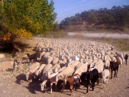 Autor: Javire Yarritu.  <br/>Imagen de rebaño.<br/>Imagen facilitada por la ASOCIACIÓN DE CRIADORES DE GANADO OVINO DE RAZA MAELLANA DE TERUEL (ARAMA).