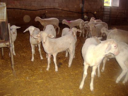 Autor: Javire Yarritu.  <br/>Sexo: corderos.<br/>Imagen facilitada por la ASOCIACIÓN DE CRIADORES DE GANADO OVINO DE RAZA MAELLANA DE TERUEL (ARAMA).