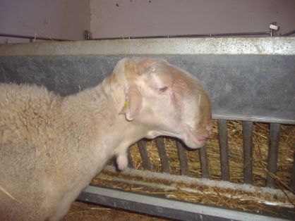 Autor: Javire Yarritu.  <br/>Sexo: macho.<br/>Imagen facilitada por la ASOCIACIÓN DE CRIADORES DE GANADO OVINO DE RAZA MAELLANA DE TERUEL (ARAMA).