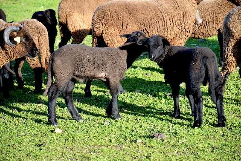 Imagen facilitada por la ASOCIACIÓN NACIONAL DE CRIADORES DE GANADO MERINO.<br/>Crías.