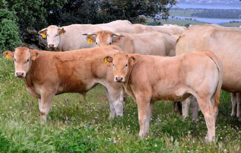 Autor: Antonio Sanz Vicente.<br/>Fecha: 2012. <br/>Comentario: Animales blonde en la sierra Madrileña, Soto del Real (Madrid).<br/> Imagen facilitada por  la CONFEDERACIÓN NACIONAL DE CRIADORES DE GANADO BOVINO SELECTO DE LA RAZA BLONDE DE AQUITANIA (CONABA). 