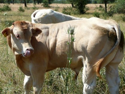 Autor: Antonio Sanz Vicente.<br/>Año: 2010.<br/>Sexo: Macho<br/>Comentario:   Ternero blonde de 5 meses, Soto del Real (Madrid).<br/>Imagen facilitada por  la CONFEDERACIÓN NACIONAL DE CRIADORES DE GANADO BOVINO SELECTO DE LA RAZA BLONDE DE AQUITANIA (CONABA). 