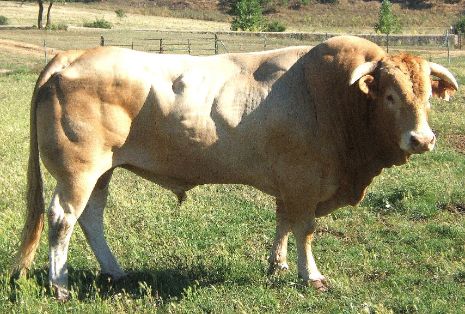 Autor: CONFEDERACIÓN NACIONAL DE CRIADORES DE GANADO BOVINO SELECTO DE LA RAZA BLONDE DE AQUITANIA (CONABA). <br/>Fecha: 2010. <br/>Sexo: Macho.<br/>Comentario: Semental ante el Castillo de Buen Amor (Topas, Salamanca).